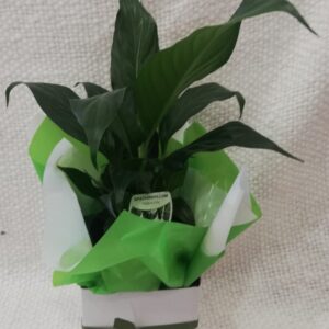 Peace Lily